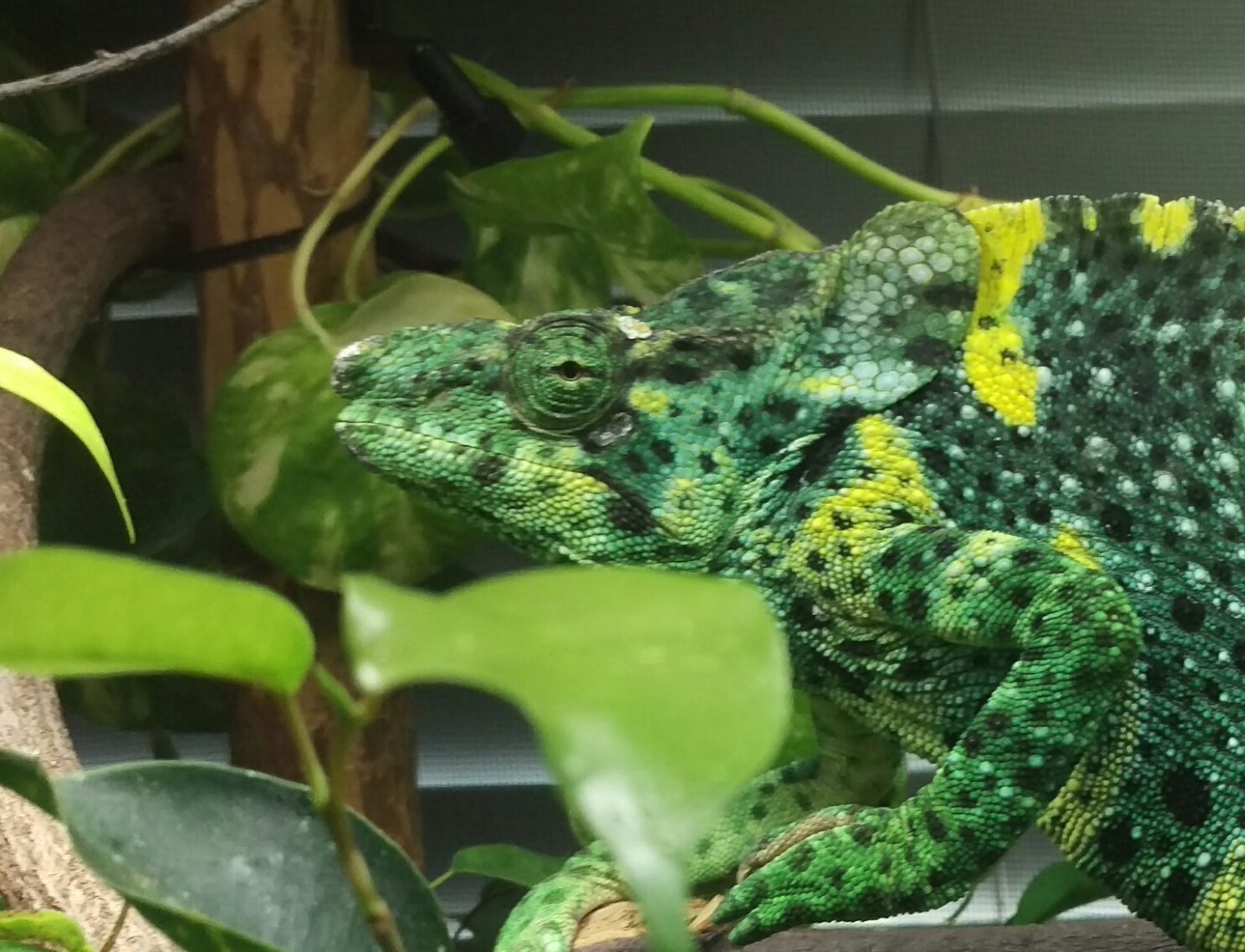 Naga