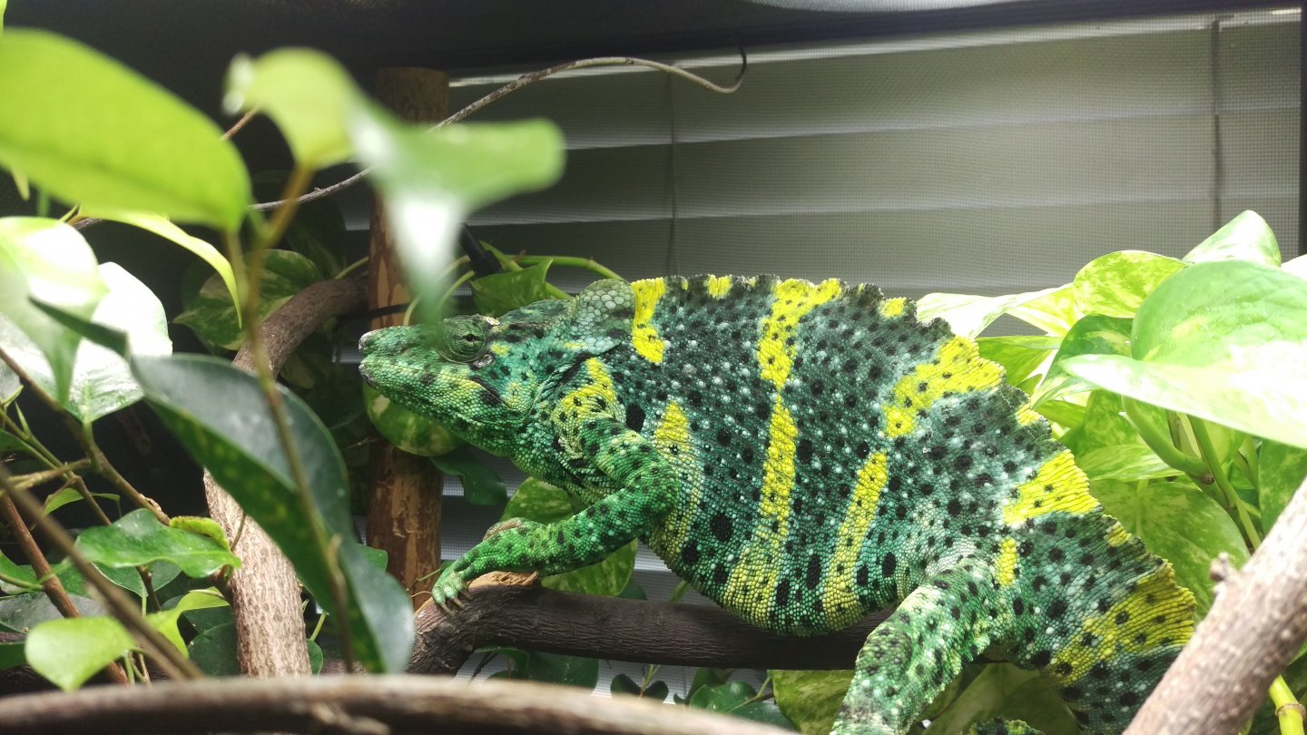 Naga