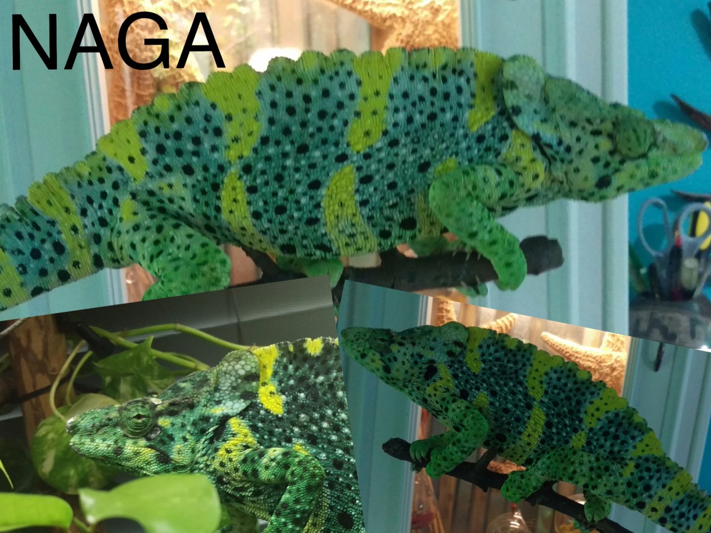 Naga