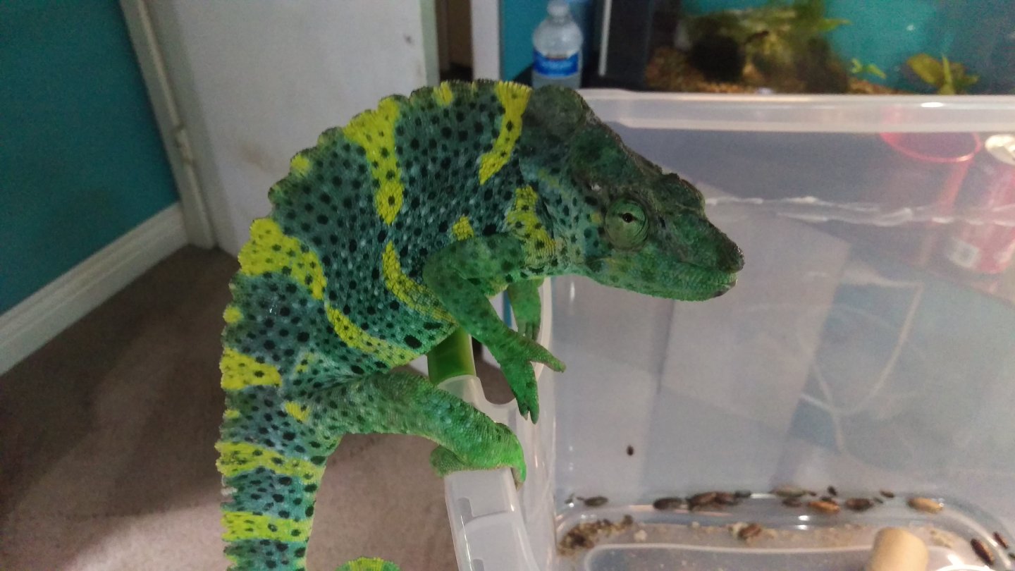Naga