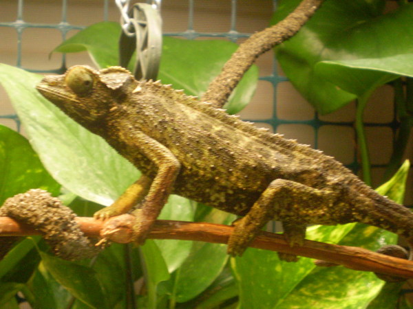 Namiba