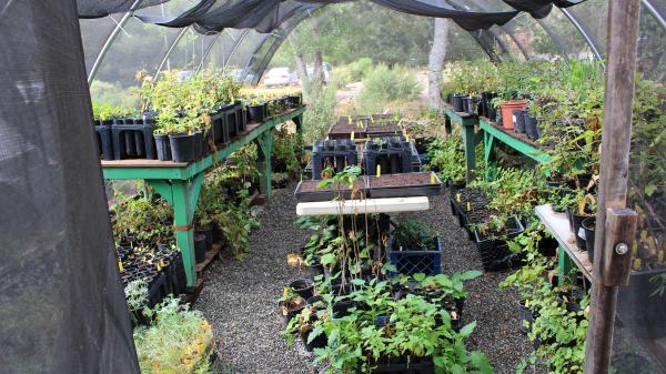 NativePlantNursery1