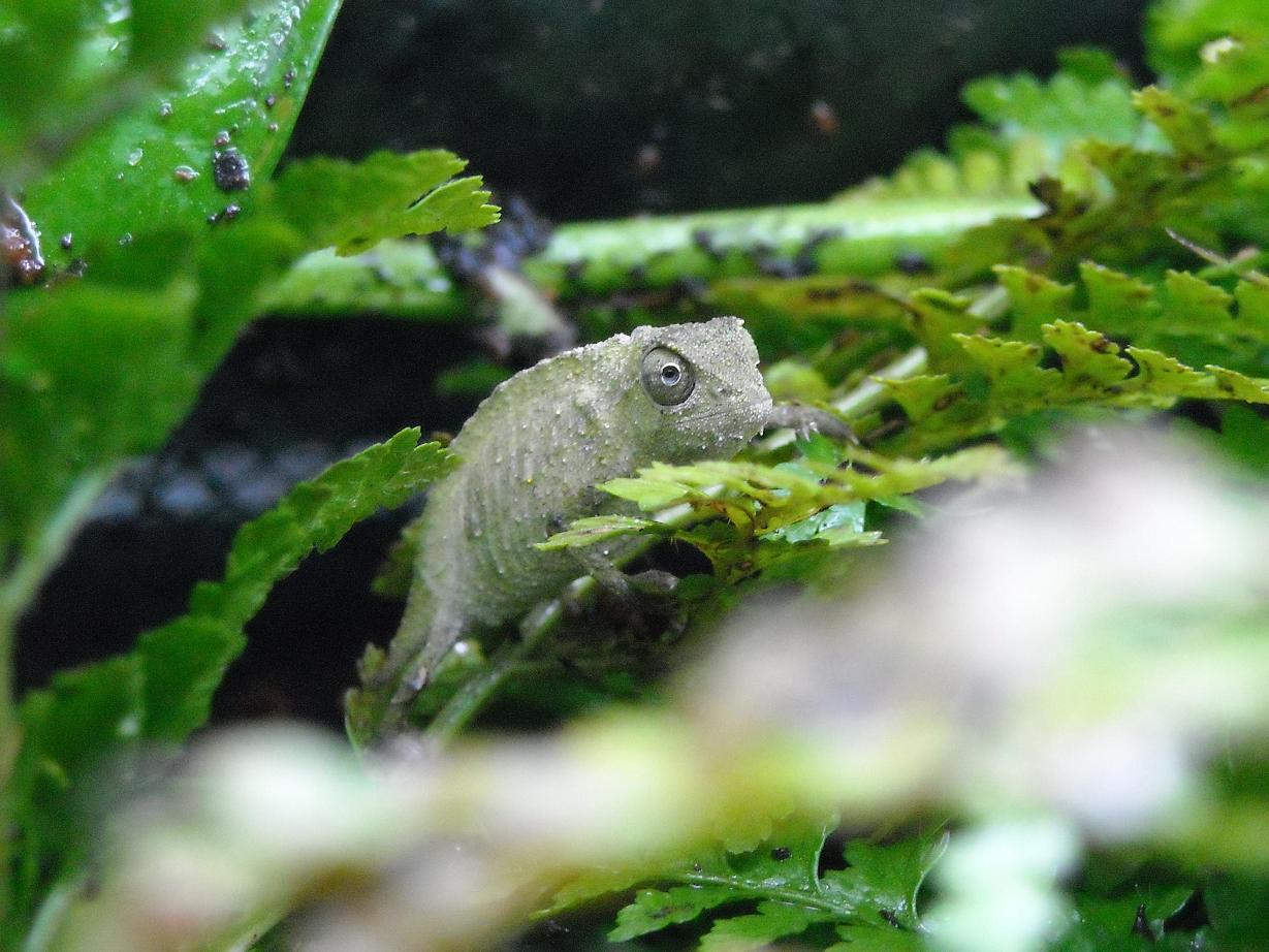 Navi - My 2 Month Old R. Brev