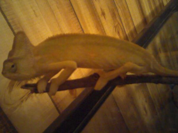 need a new cam. hes actually almost a bright lime yellow.
