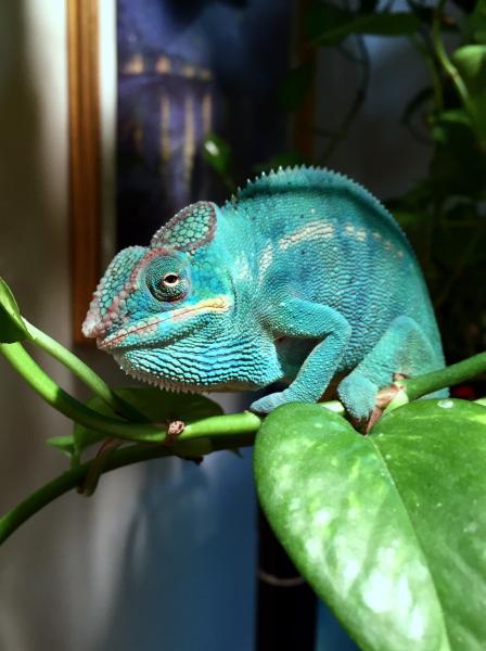 Neo 7 months old