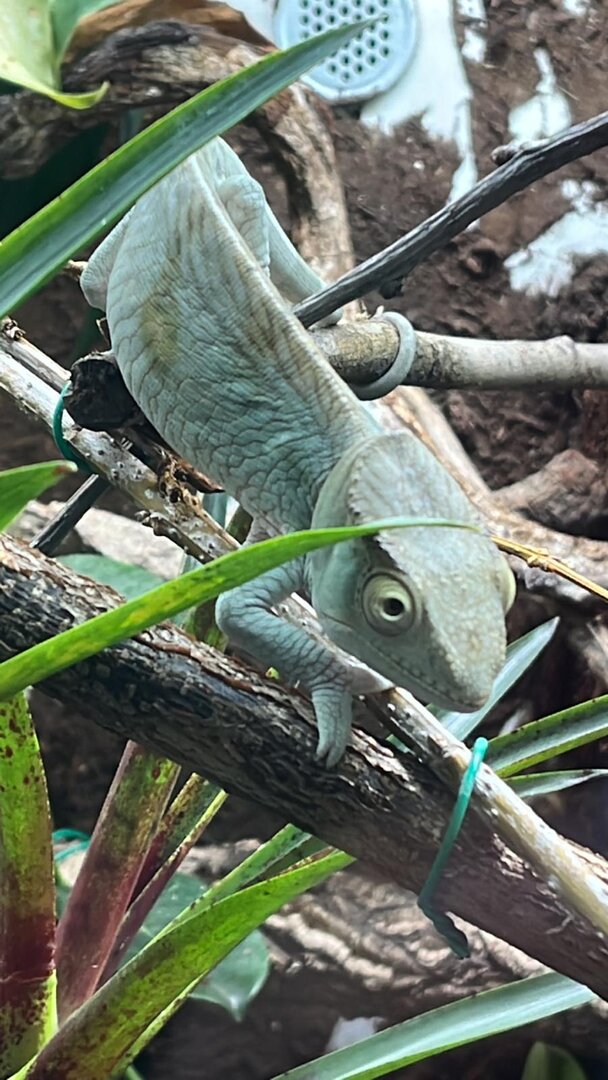 Neo is getting color