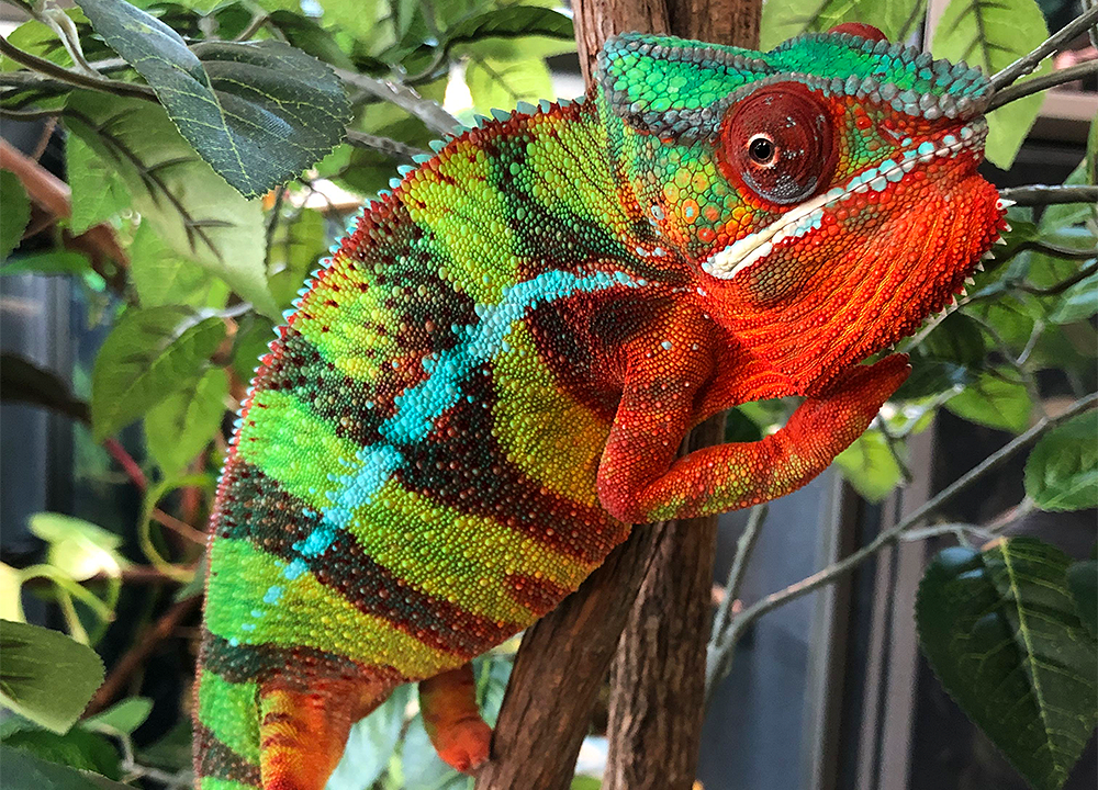 Neptune the Chameleon