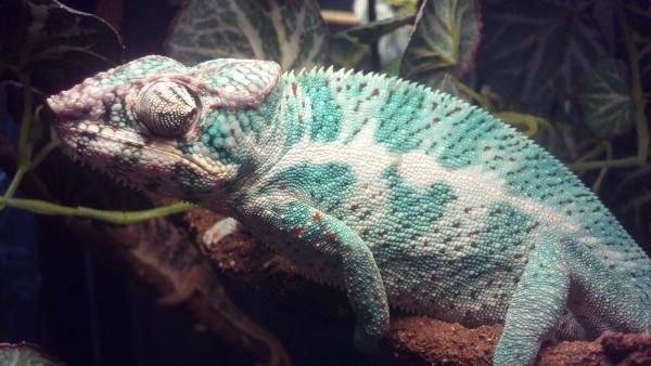 Nero, looking for the female I put in with him.
