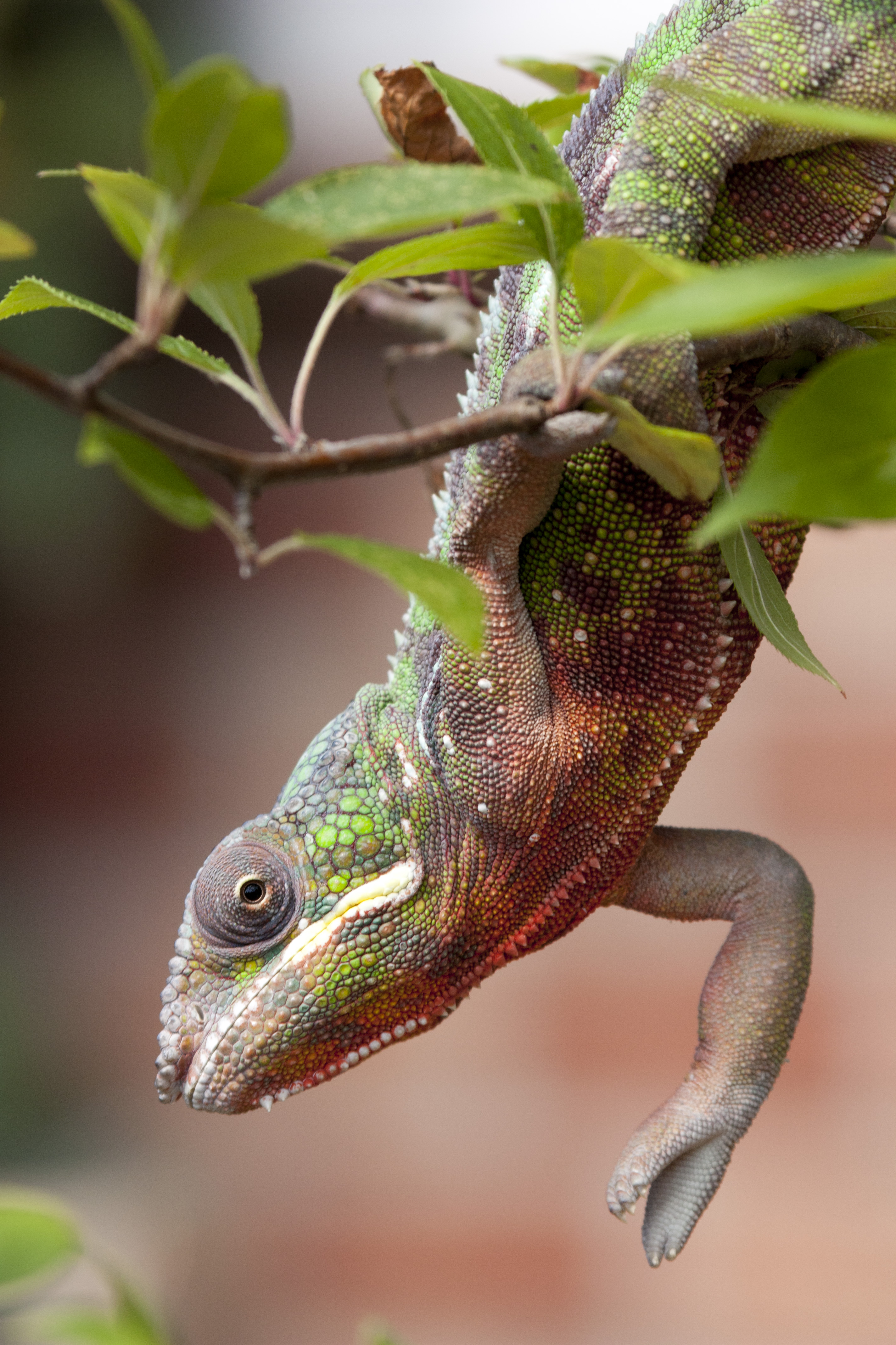 Nero Out Hanging Around