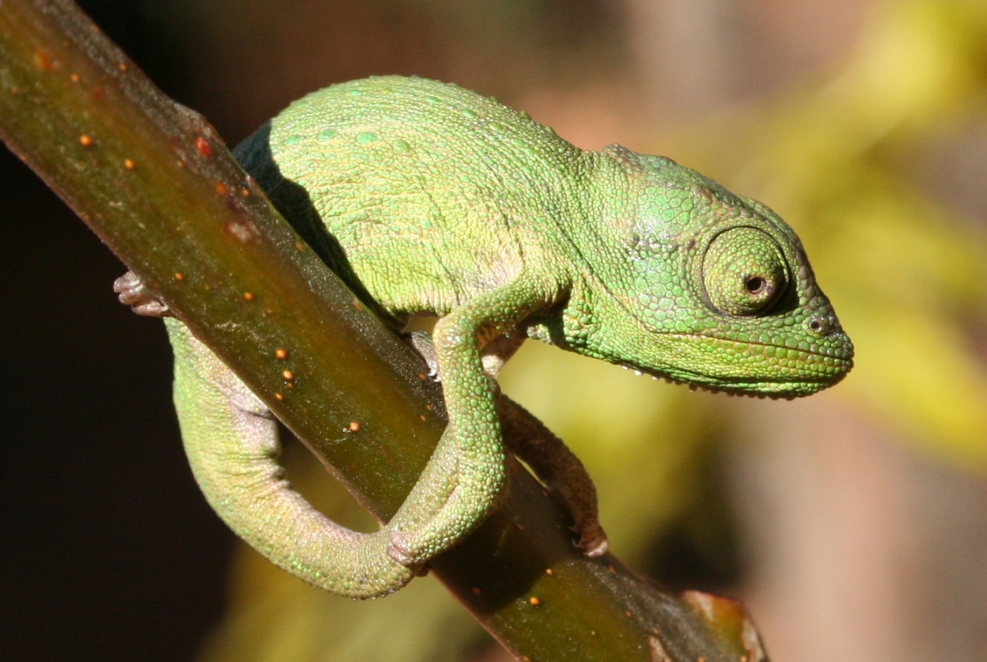 New Born Bradypodion Pumilum