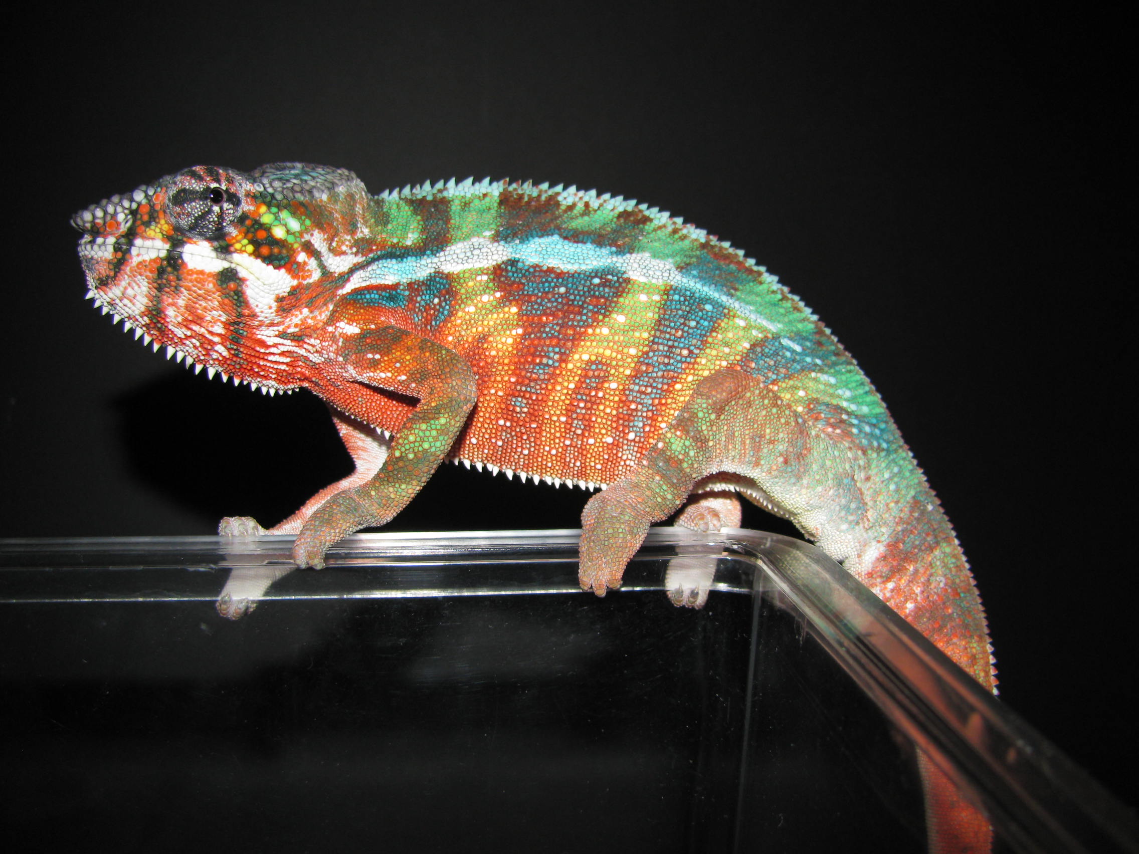 New Breeder Male Posing