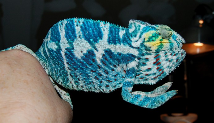 New breeder name Fanogwa