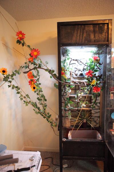 new free range area added to side of cage