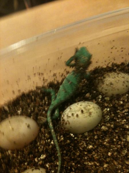 New hatched baby Veiled