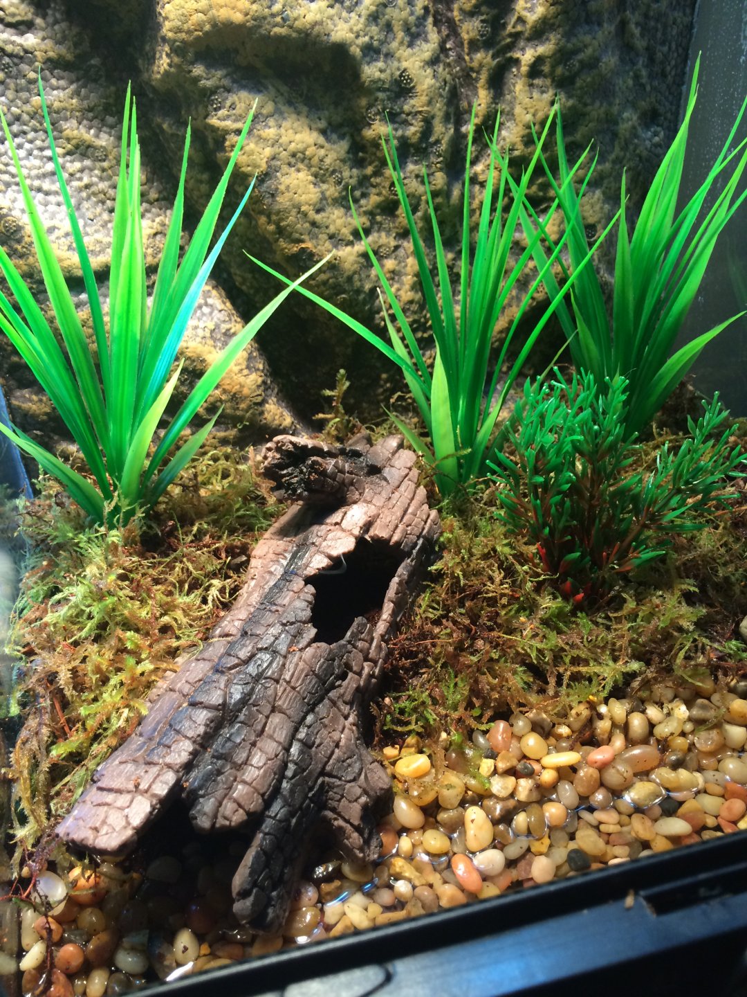 New leopard frog tank