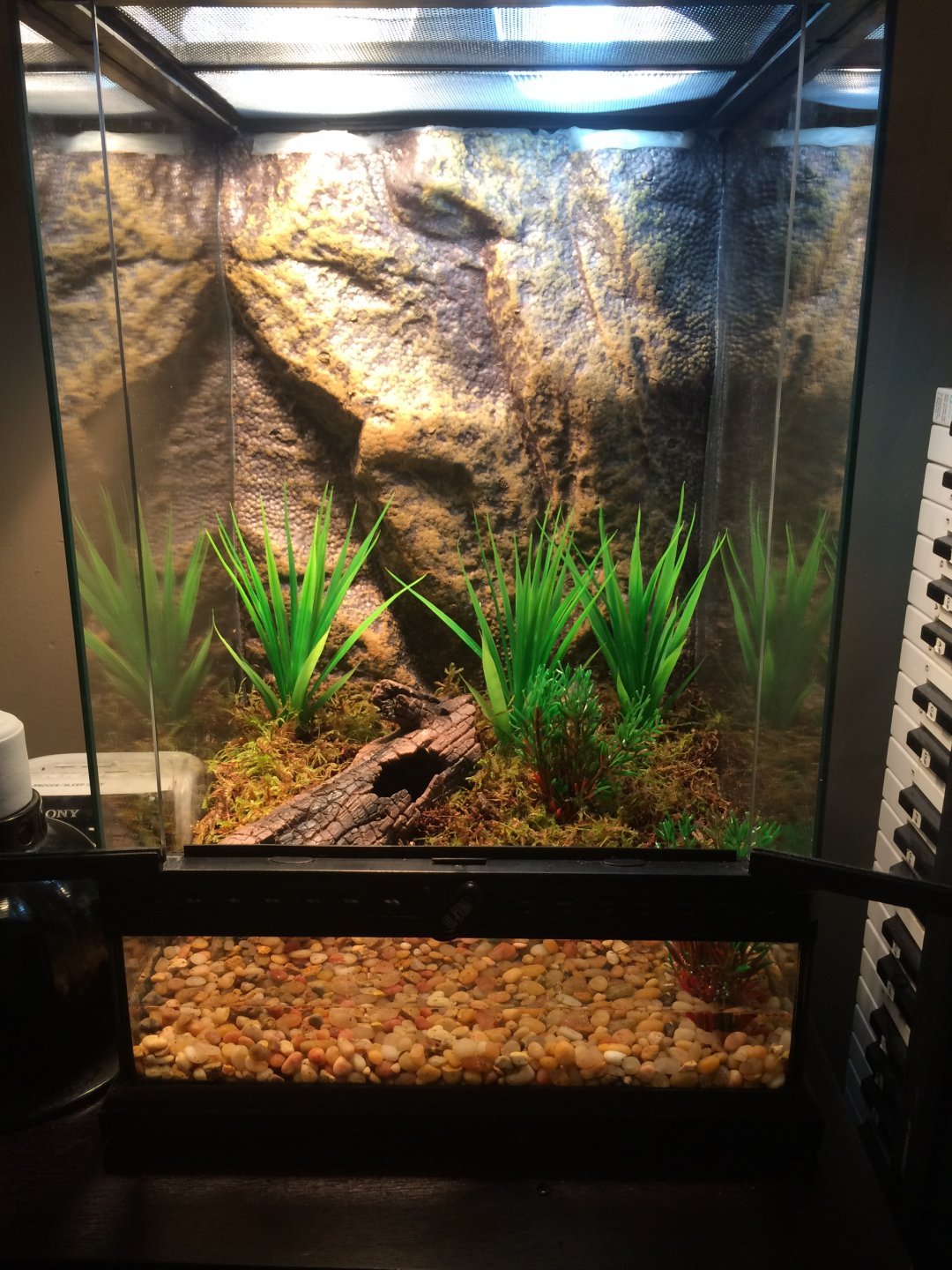 New leopard frog tank