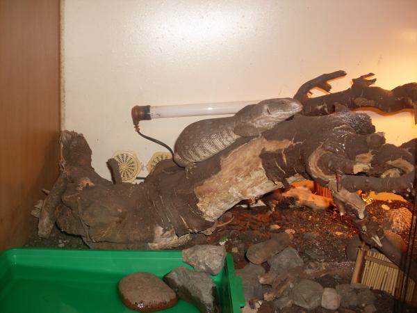 new lizard stuff 009