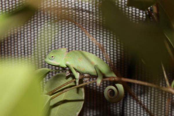 New Reptarium Pictures