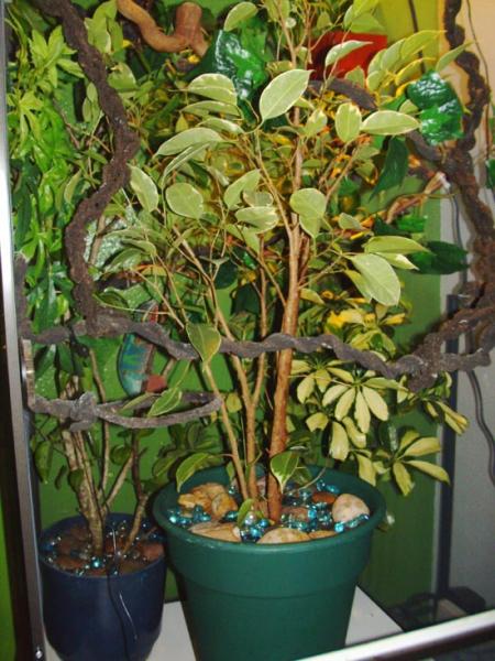 New schefflera