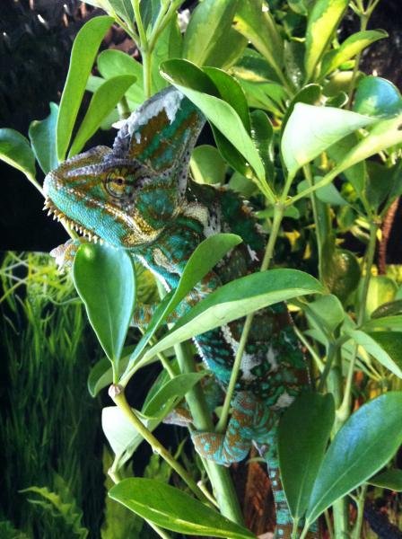New umbrella plant, Yoshi lovin' it!