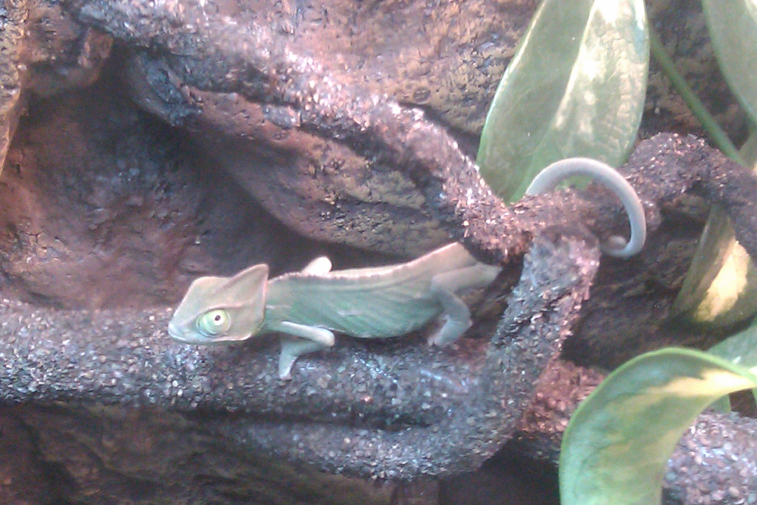 New Veiled Chameleon