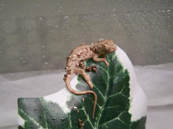 New Years Baby Alpha!  My first baby Chameleon