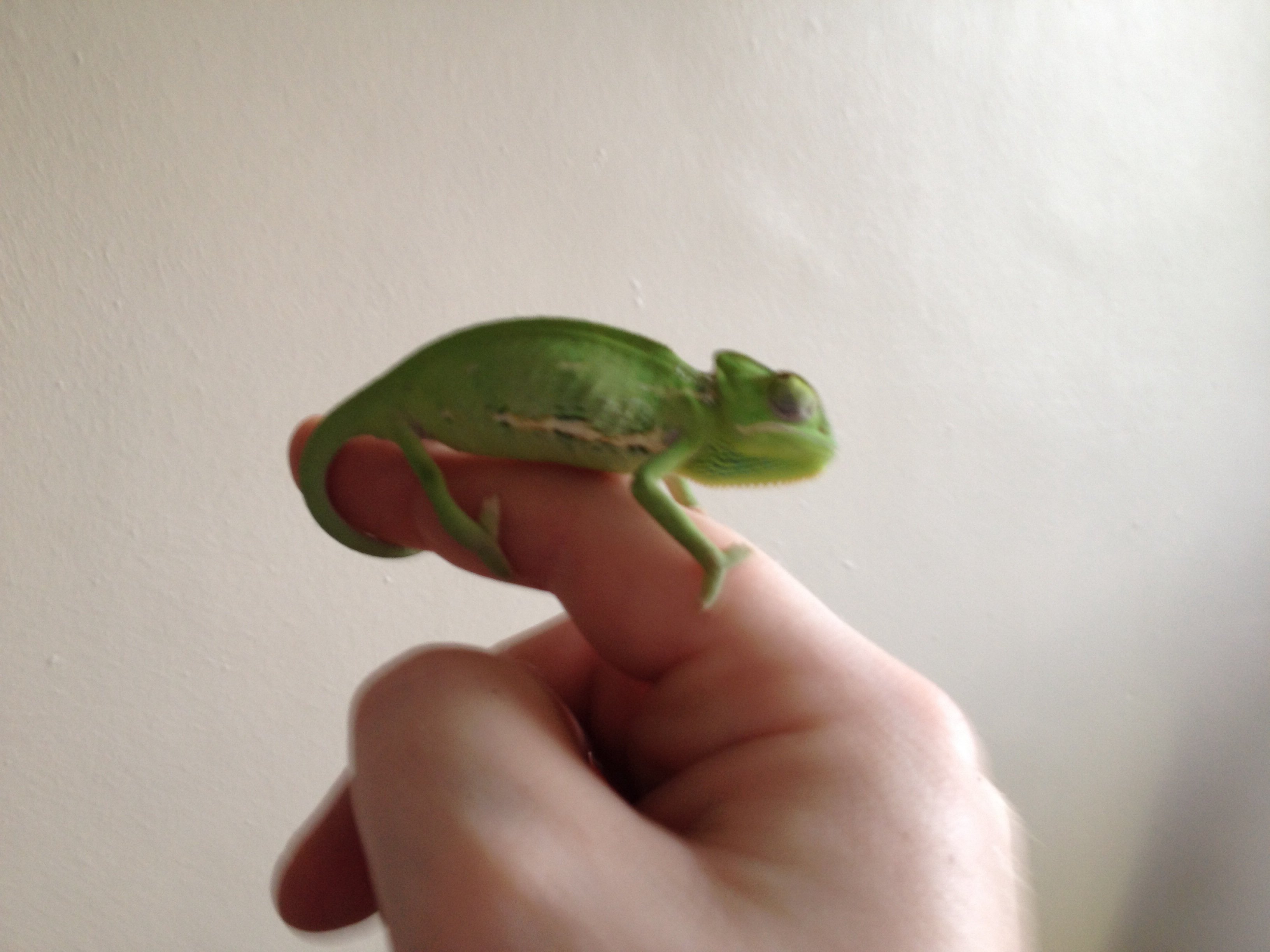 New Yemen Chameleon