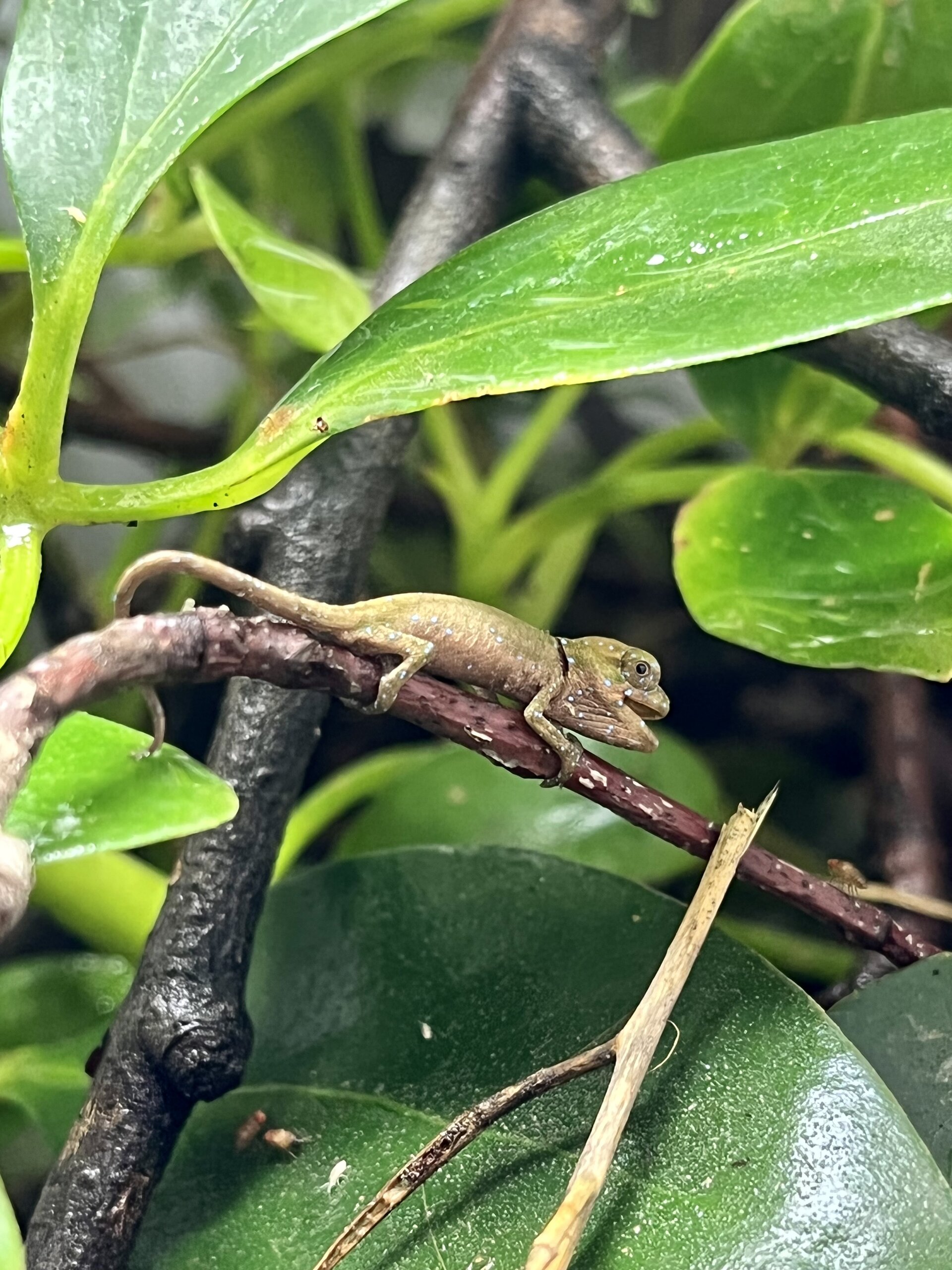 Newborn baby calumma roaloko female