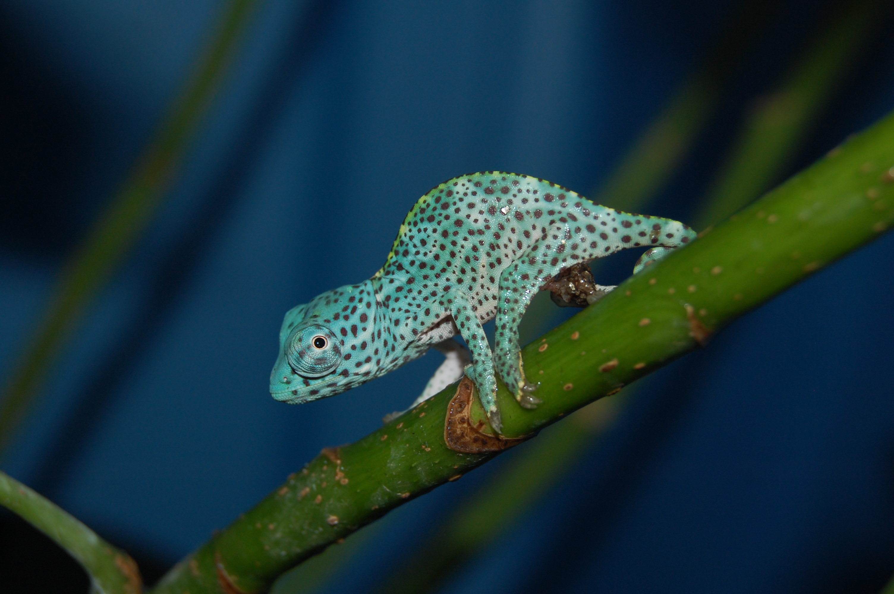 Newly Hatched deremensis