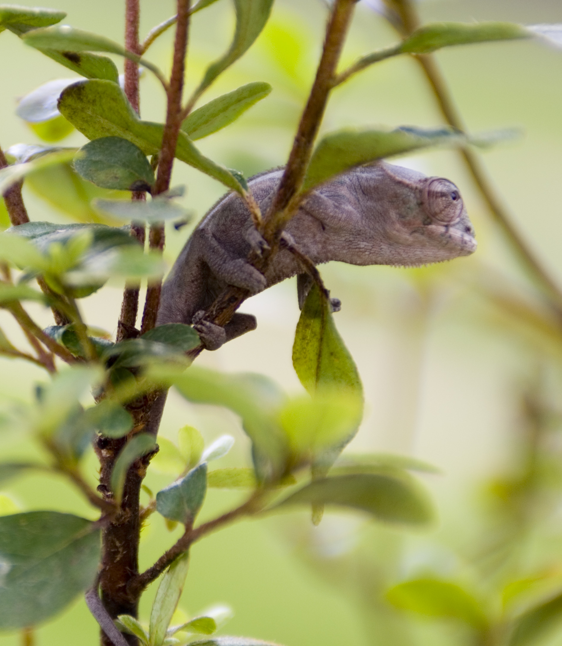 Newly received BB Ambanja