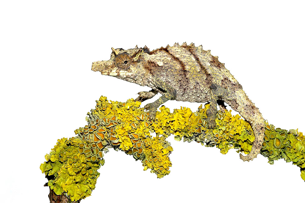 Nguru Pygmy Chameleon - Rampholeon Acuminatus