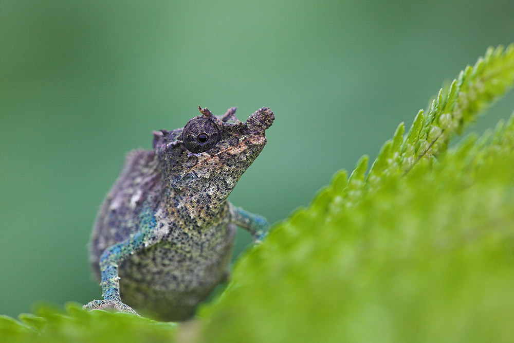 Nguru Pygmy Chameleon (wild)