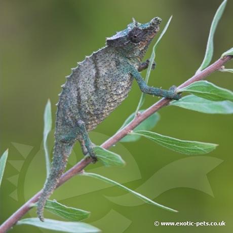 Nguru Pygmy Chameleon