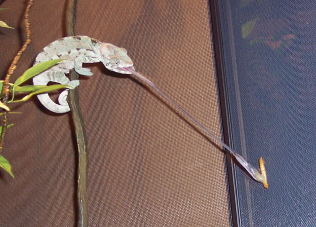 Nice shot Guinevere!!!