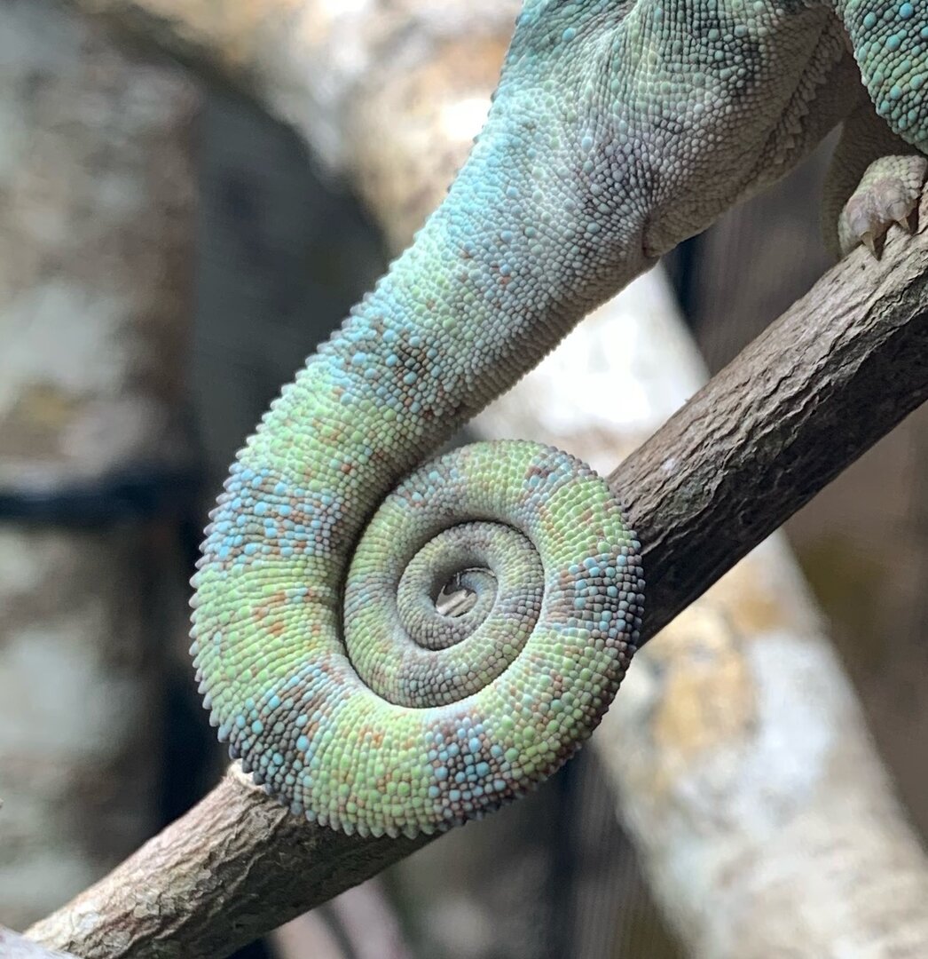 Nice tail