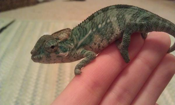 nigel1