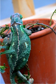 Niji.......on a pot, yup sooo interesting .... a chameleon... on a pot! :p