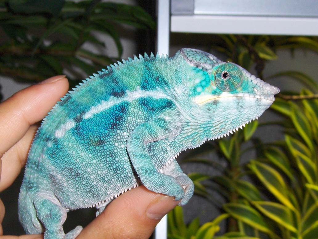 Niko (male Ambanja Panther chameleon)