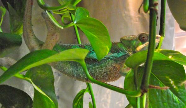 Niro Flaunting His Junk at 5 Months