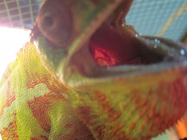 No Mr. Appetite!  Not the camera lense!  Damn you!