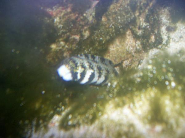 no name_speckled moray