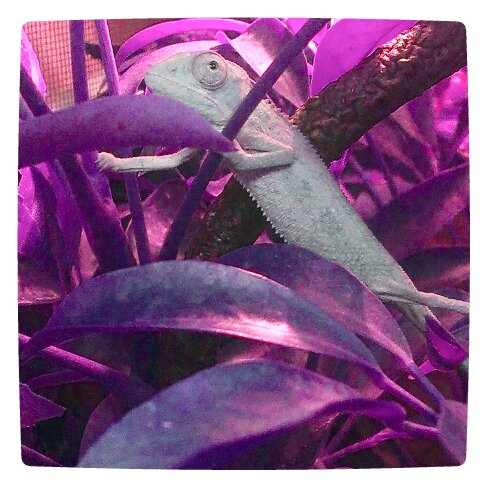 No purple lights or plants, just a cool editing program.