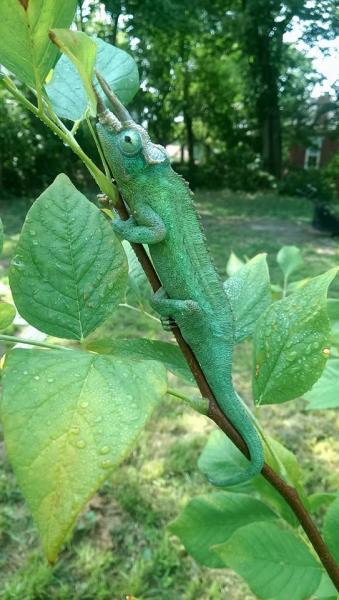 No really I'm a stick