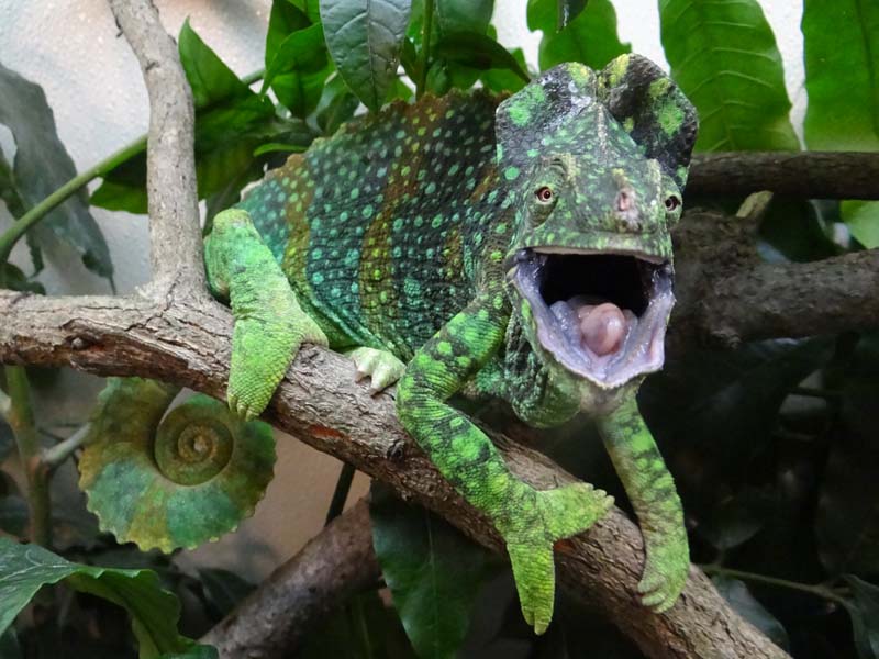 Non-receptive Female Melleri