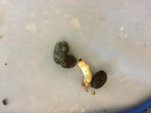 Normal feces and urates