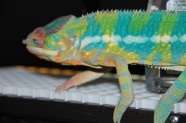 Norman