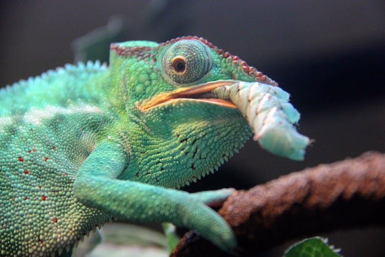 Nosey Be Male Eating A Horn Worm