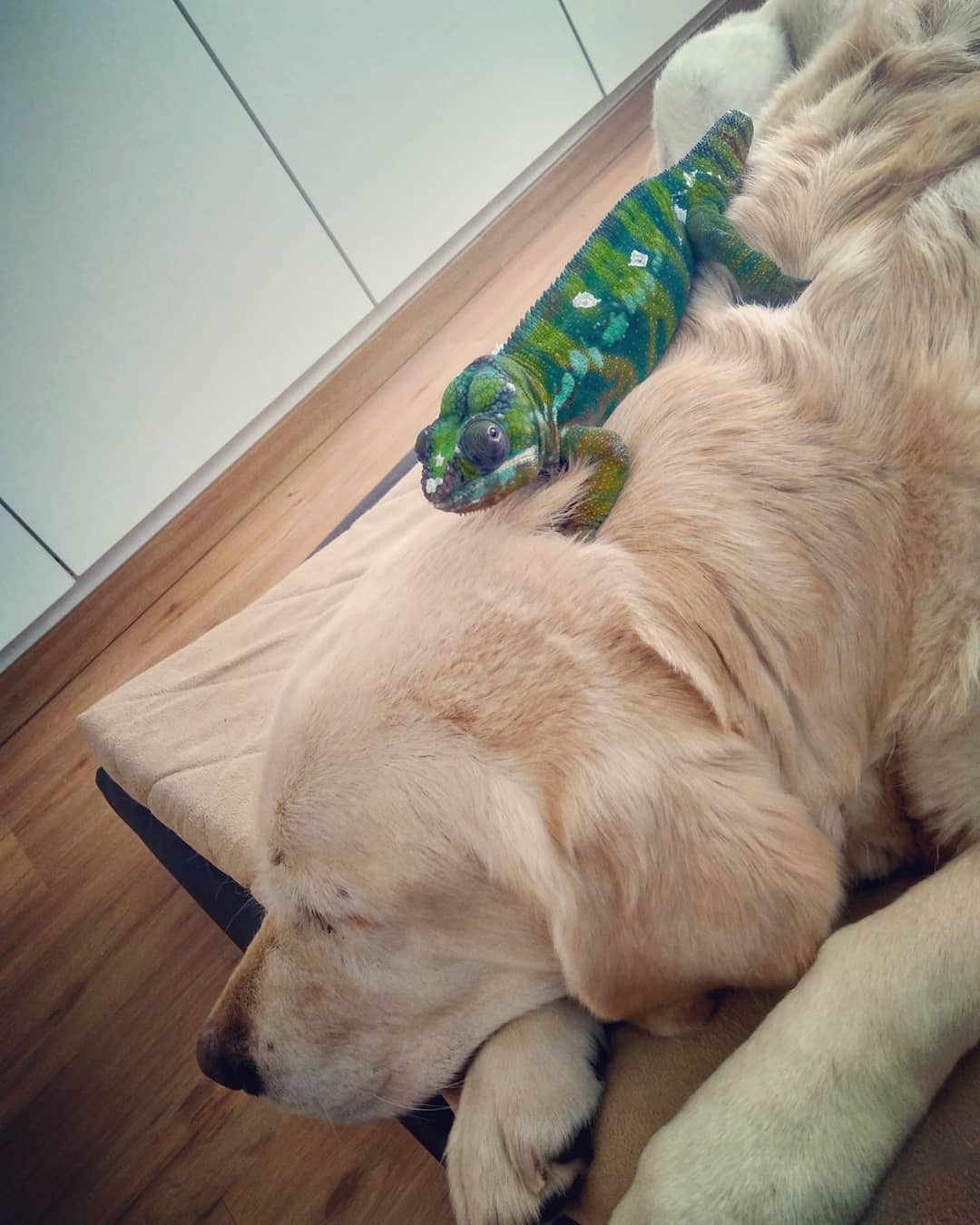 Nosy and a very chilled out labrador