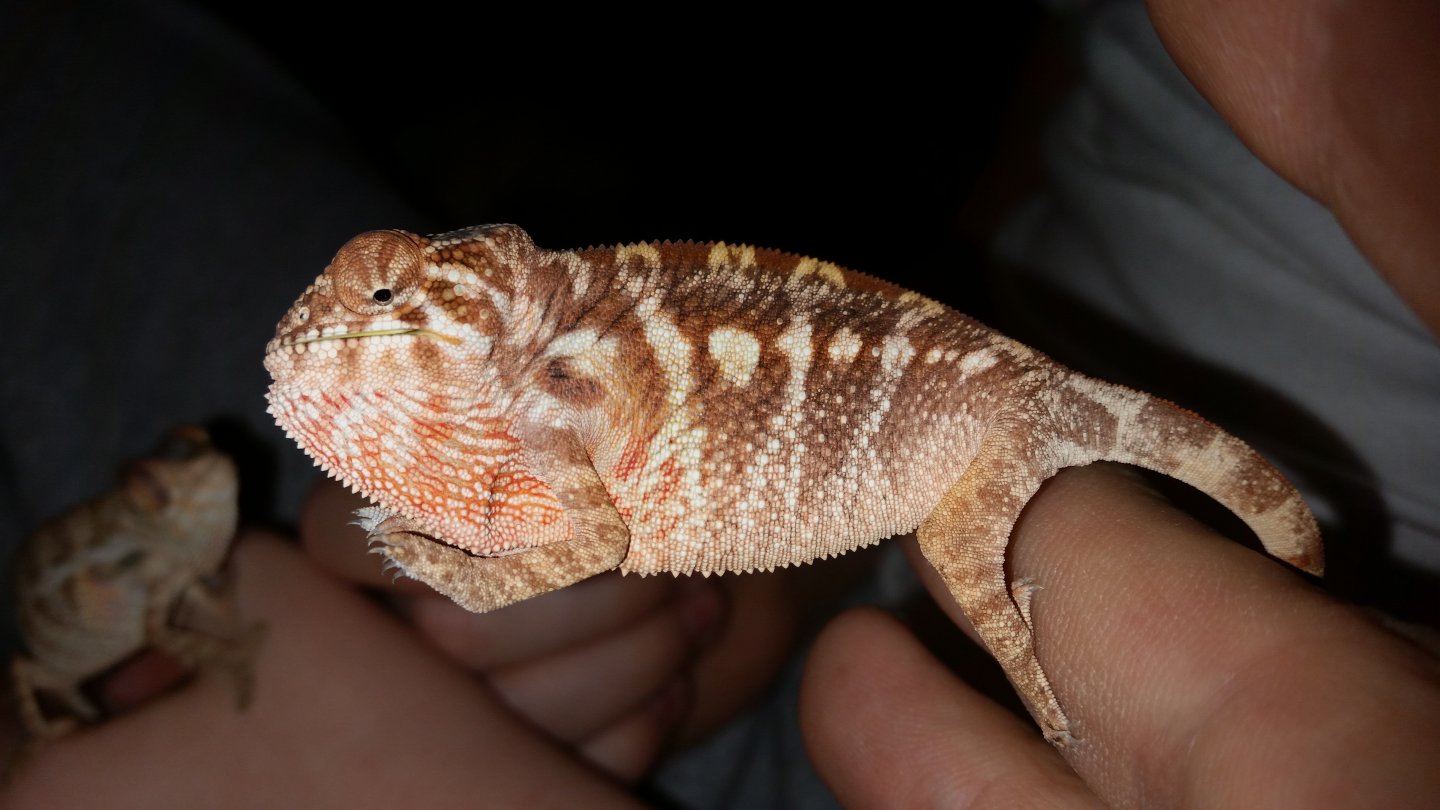 Nosy Be/Ambilobe hybrid