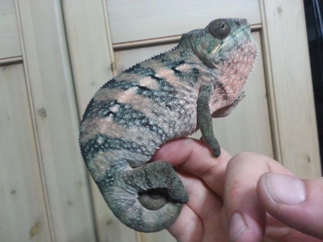 Nosy Be Female